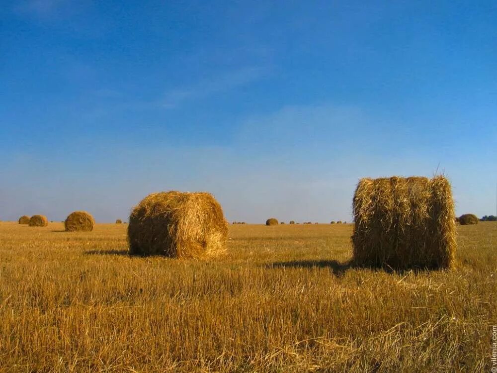 Скирда сноп. Скирда омёт копна. «Красно поле снопами, а гумно — скирдами».