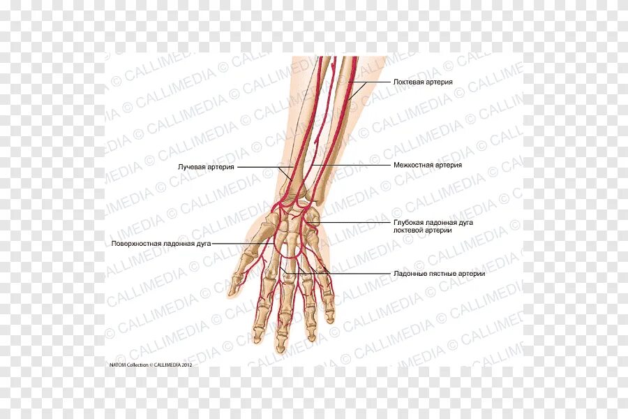Правая лучевая артерия. Локтевая и лучевая артерия и Вена. Артерии предплечья и кисти. Анатомия артерий кисти рук. Кровоснабжение лучезапястного сустава.