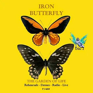 Iron butterfly