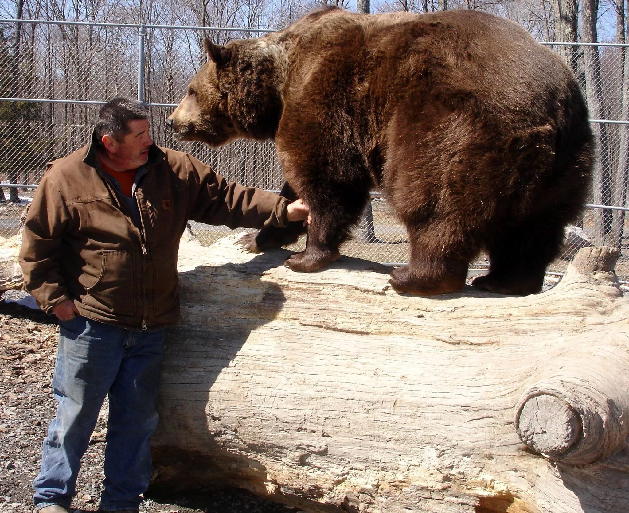 Какие медведи крупнее. Медведь Кадьяк самый большой в мире. Самый большой медведь Кадьяк 1200 кг. Самый большой в мире медведь Гризли. Джим Ковальчик и 22-летний медведь Джимбо.