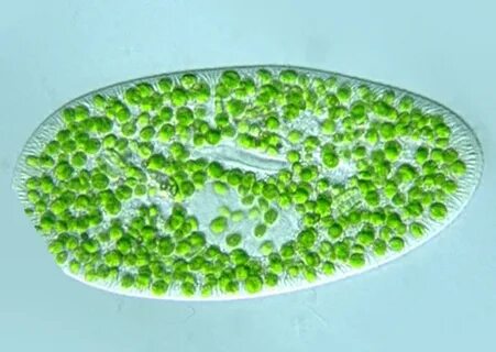 Водорослью зоохлореллой и амебой