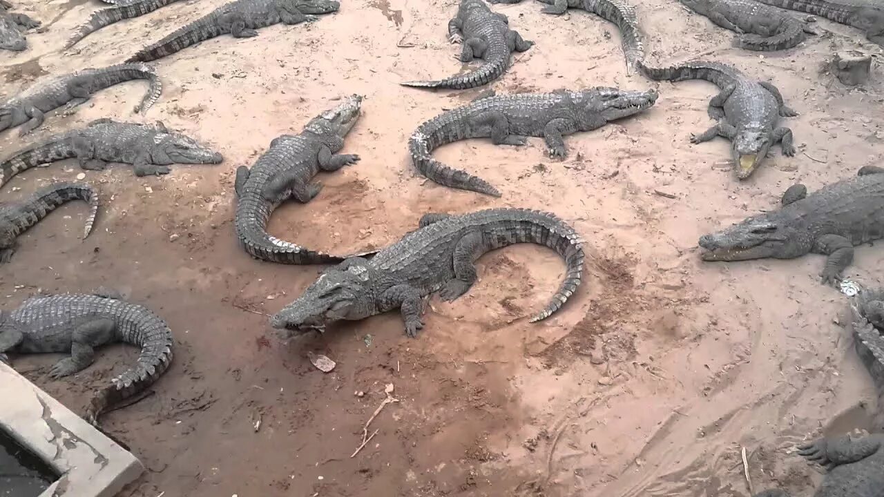 Крокодиловая ферма Камбоджа. Утка и крокодил. Крокодил свинья