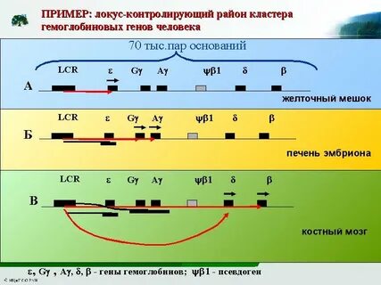 Что значит локус