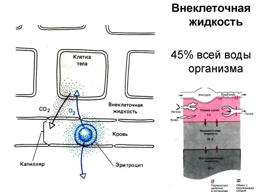 Внутриклеточная и внеклеточная жидкость. Жидкие среды организма: внутриклеточные и внеклеточные. Внутриклеточная вода в организме. Соотношение внутриклеточной/внеклеточной воды в организме. Межклеточная вода в организме