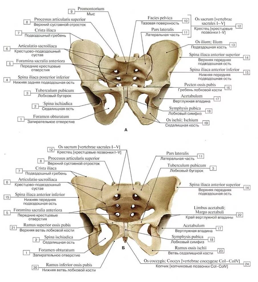 Таз кость анатомия строение. Тазовая кость человека строение. Строение таза анатомия Синельников.