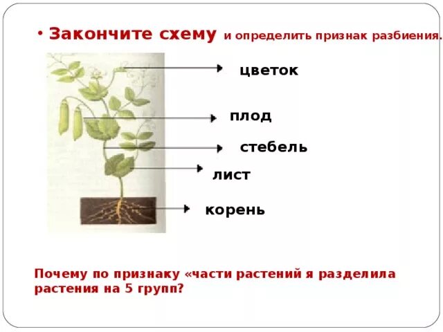 Установите соответствие корень лист. Стебель растения разделения. Схема деления растений. Разделение растений схема. Разделения по признаками цветка.