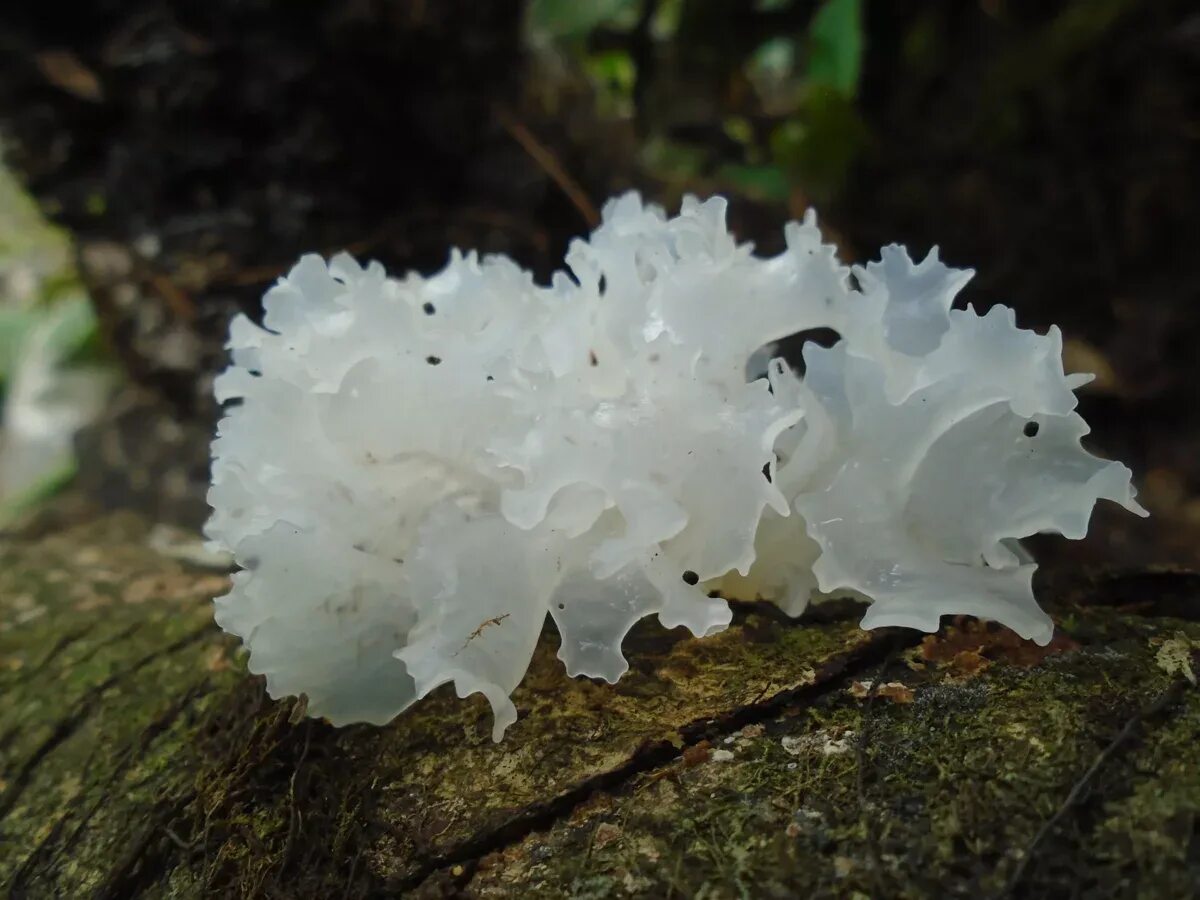 Где найти морской гриб в геншине. Tremella fuciformis. Tremella fuciformis грибы. Морской гриб Геншин. Гриб Дрожалка фукусовидная.