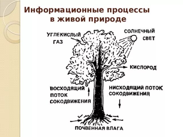 Процессы живой природы. Информационные процессы в природе. Примеры информационных процессов в живой природе. Информация и информационные процессы в живой природе.