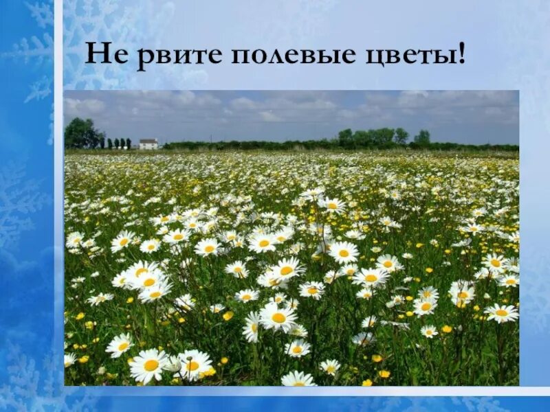 Не рвите полевые цветы. Стих не рвите полевые цветы. Картинка не рвите полевые цветы. Рвать полевые цветы.