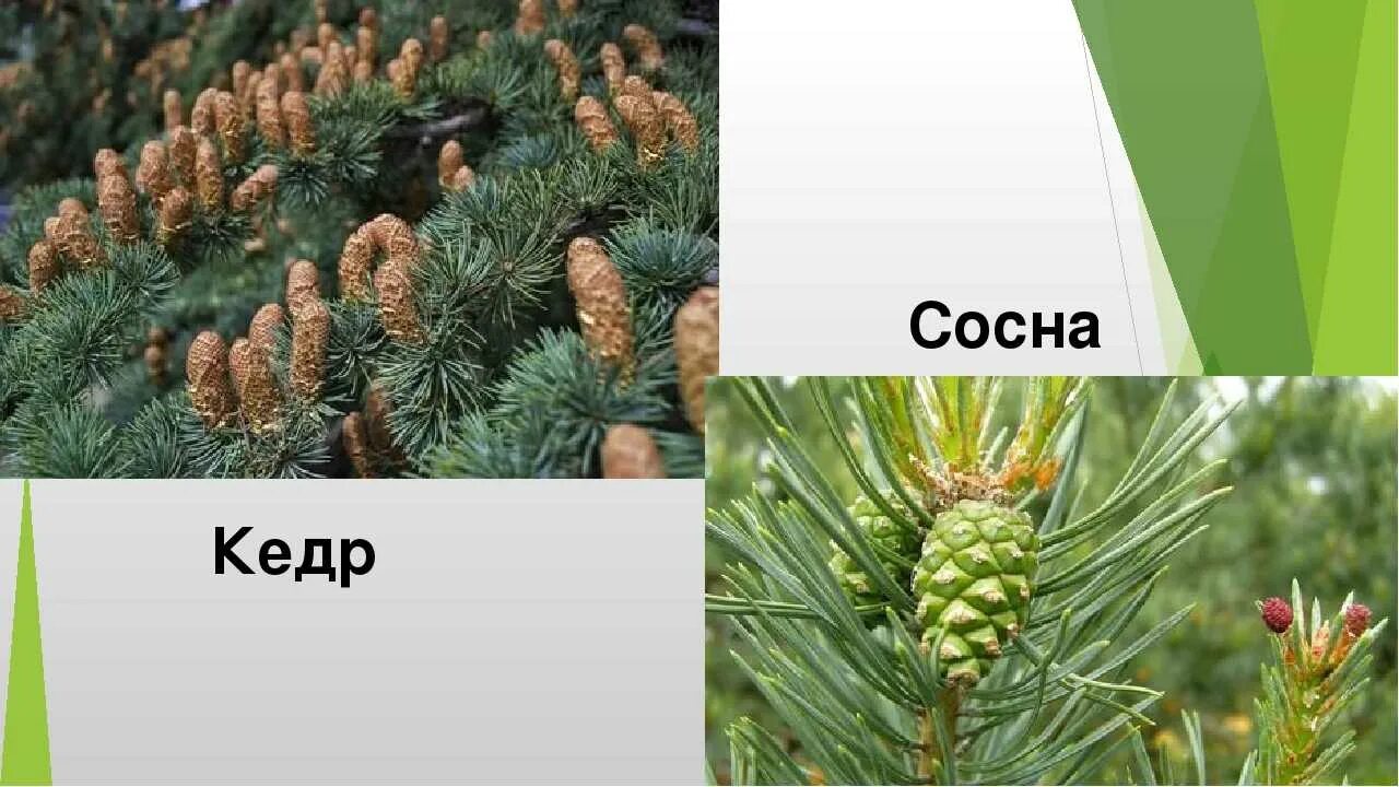 Кедр и сосна отличие HeatProf.ru
