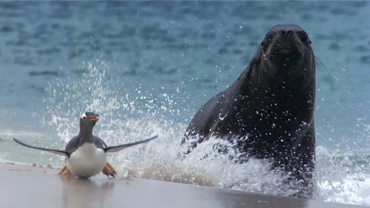 Пингвин касатка лодка. Морской леопард и Касатка. Касатка тюлень. Касатка и морской Лев. Морские львы.