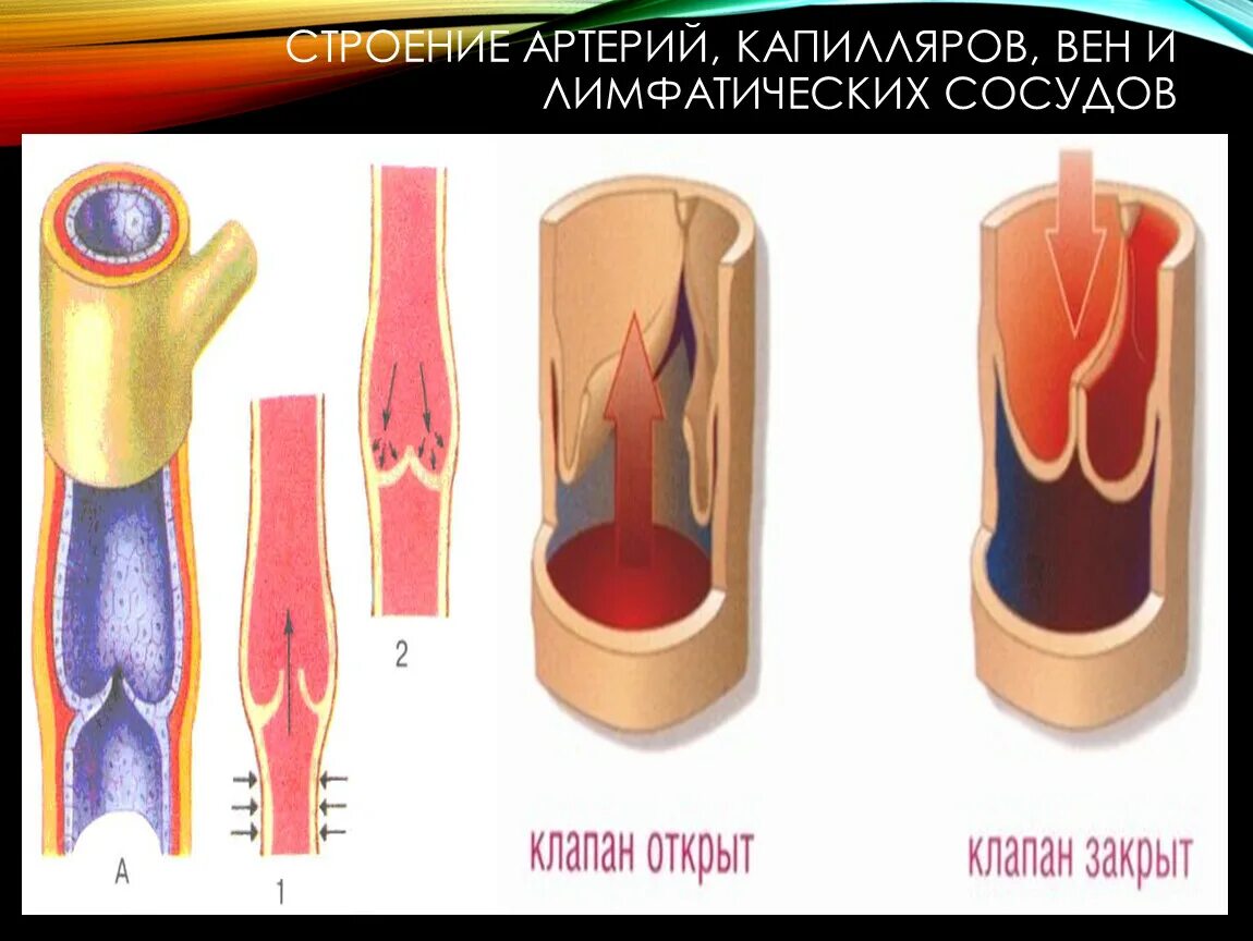 Кровеносные сосуды Вена с кармановидными клапанами. Строение лимфатического сосуда анатомия. Строниеартеий вен капилляров. Строение артерии. Стенка лимфатического сосуда