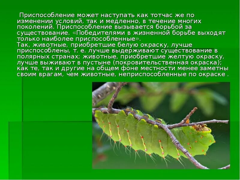 Приспособленность крапивницы. Как животные приспосабливаются к жизни 3 класс окружающий мир. Как насекомые приспосабливаются к условиям жизни 3 класс. Как животные приспосабливаются к условиям жизни 3 класс доклад. Как приспособлены животные к условиям существования.