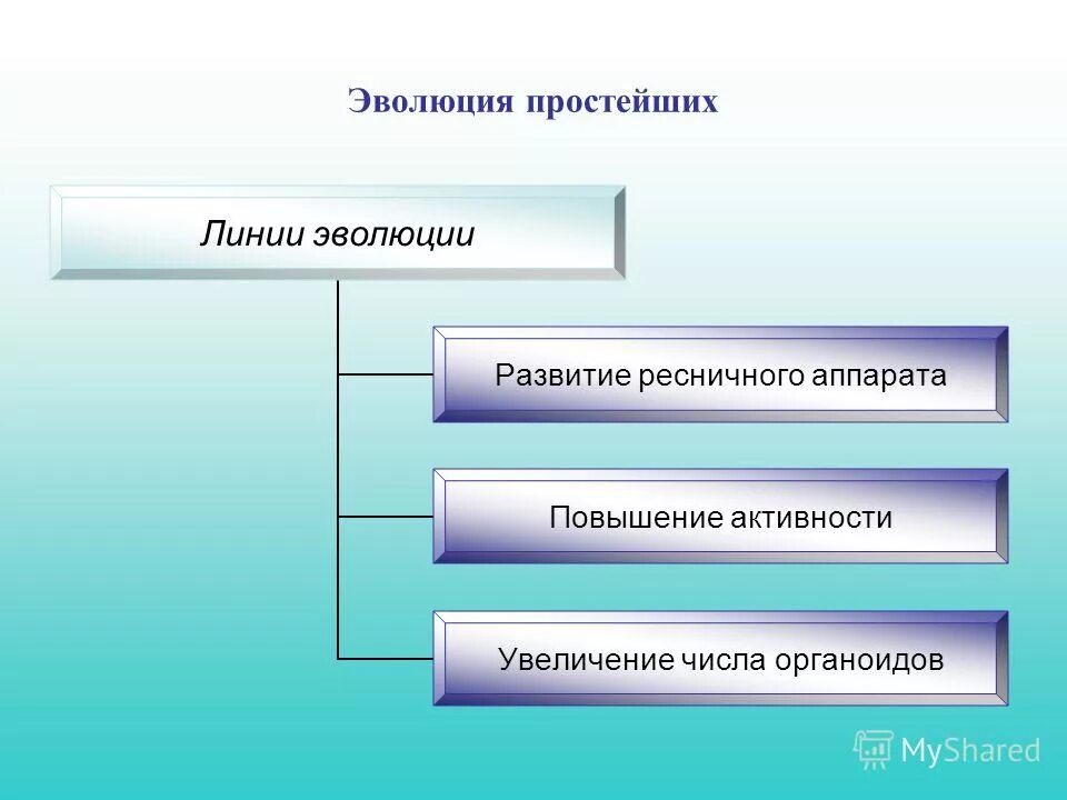 Представители типов животных. Типы простейших животных 7 класс биология. Этапы развития многоклеточных животных. Эволюция простейших животных. Протисты эволюция.