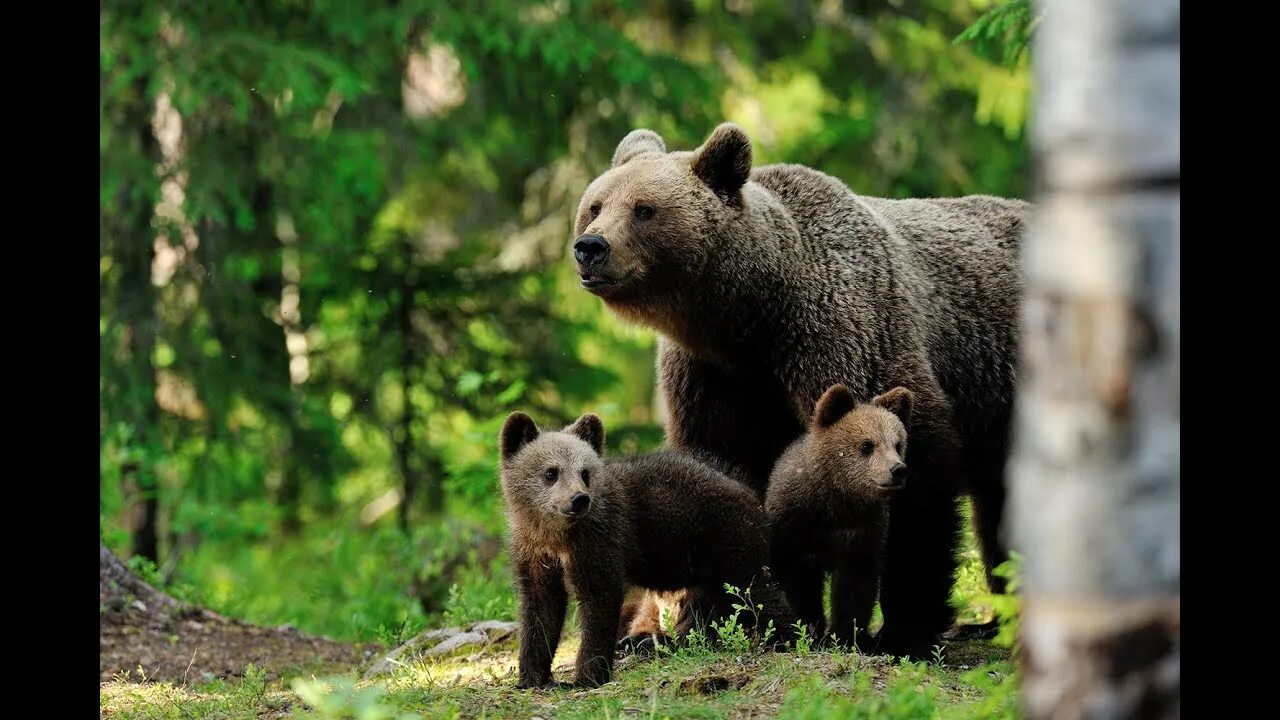 Friendly bear