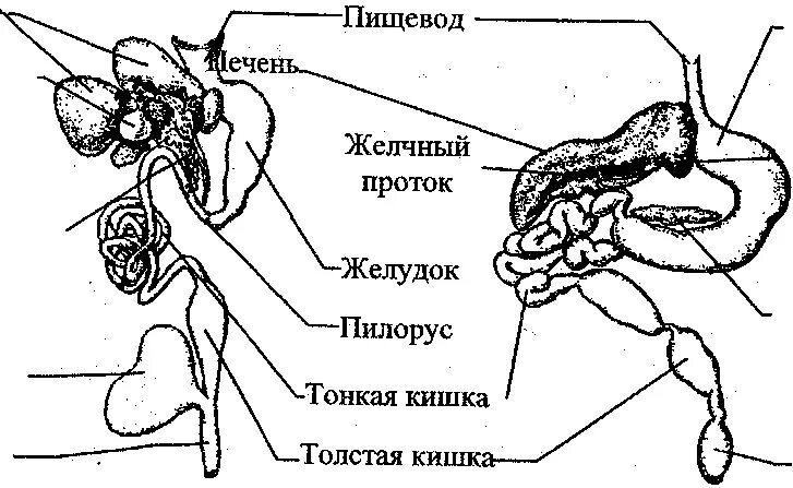 Слепая кишка кролика. Схема протоков ЖКТ. Пищеварительная система кролика схема. Желчный пузырь голубя схема. Трубный валик пищевар анатомия что это.