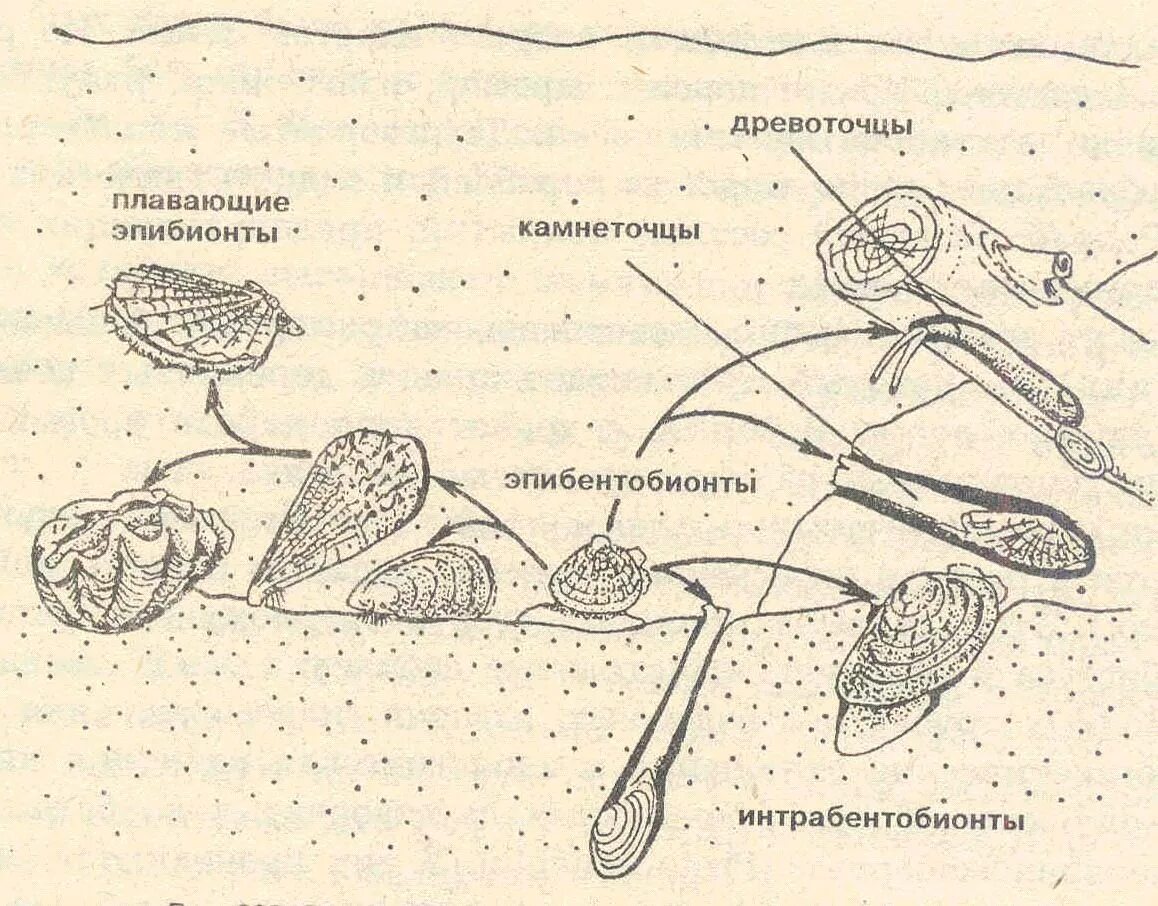 Способы размножения и особенности развития моллюсков. Размножение двустворчатых моллюсков. цикл развития двустворчатых моллюсков схема. двустворчатые моллюски размножение схема. жизненный цикл беззубки схема.