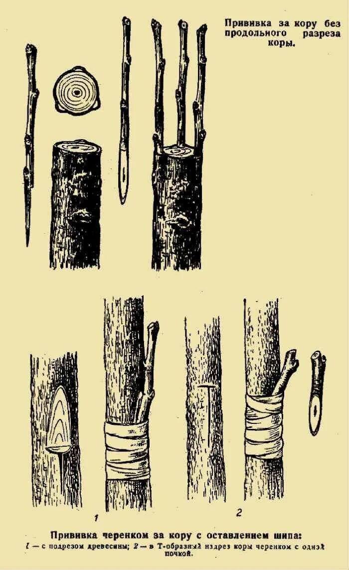 Способы прививки плодовых деревьев окулировка. Способы прививки яблони окулировка. Прививка яблони на дичку весной. Способы прививки яблонь весной