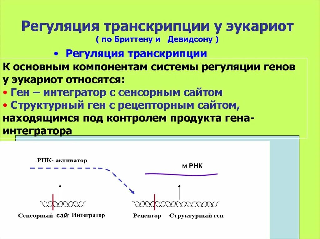 Регуляция транскрипции. Регуляция транскрипции