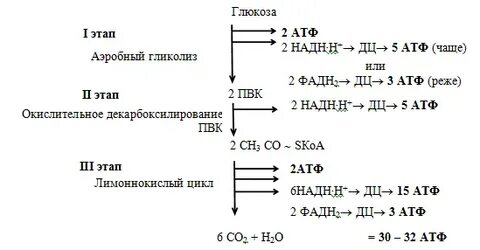 Анаэробный путь окисления глюкозы