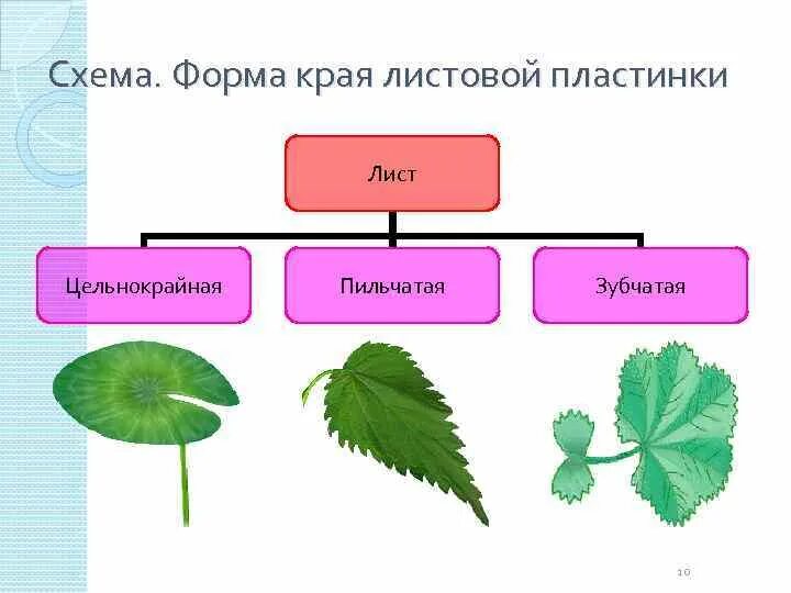 Край листа клубники. Форма листовой пластинки малины. Форма края листовой пластинки. Форма листовой пластинки у земляники. Лист земляники форма листовой пластинки.