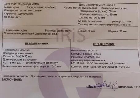 Норма размера фолликула по дням