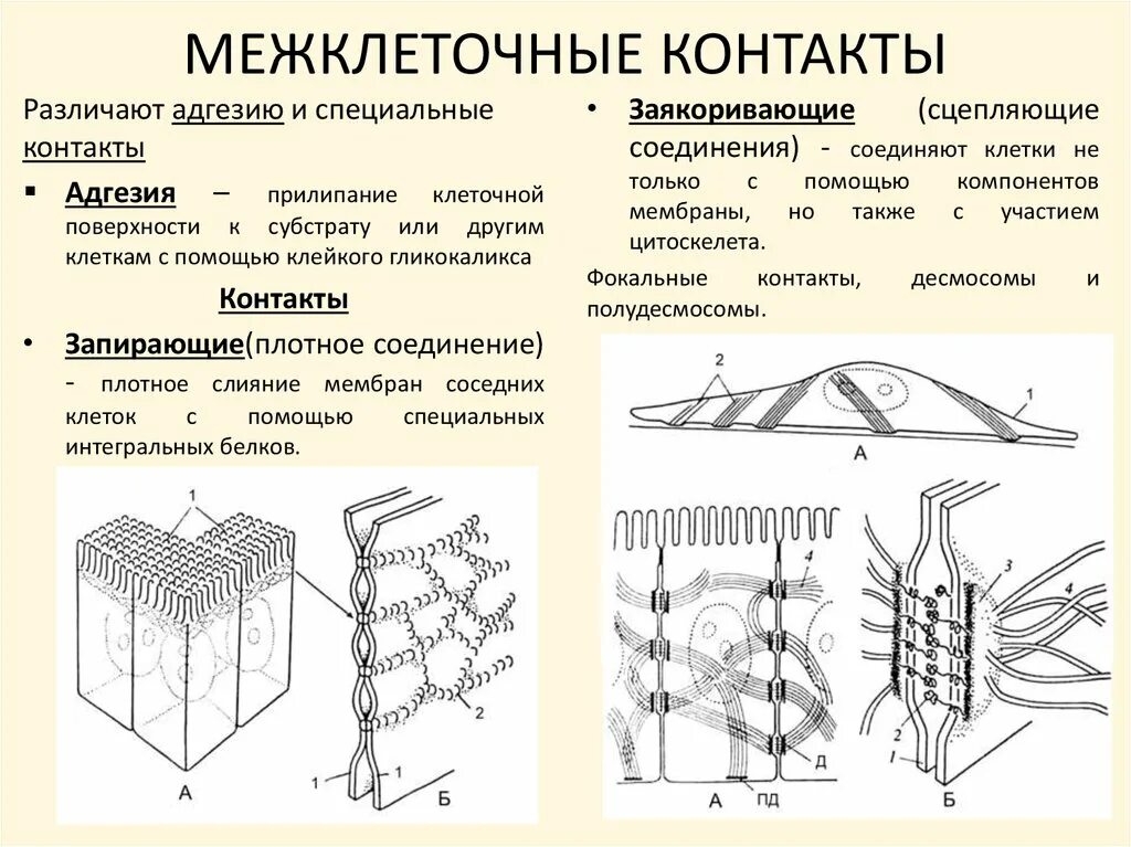 Плотный наблюдаться. Типы межклеточных контактов таблица. Межклеточные контакты таблица. Межклеточные соединения функции. Виды межклеточных контактов гистология.