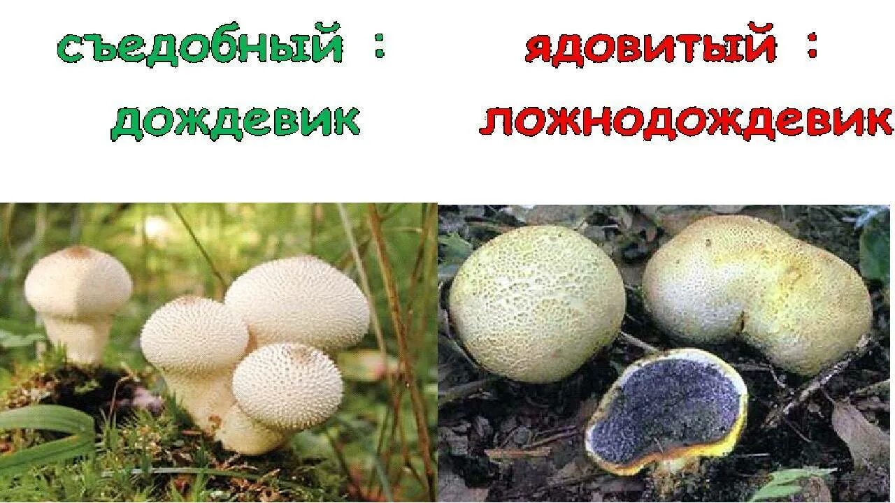 Гриб дождевик - фото, описание, съедобные и ложнодождевики Грибы, Дикие грибы, П