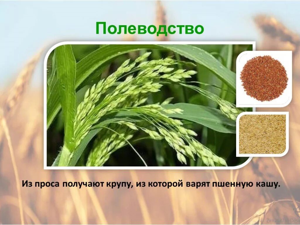Проект растениеводство 4 класс окружающий мир