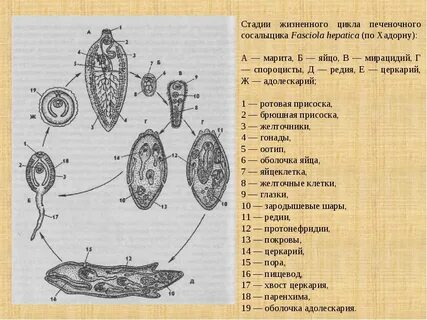 Развитие печеночного