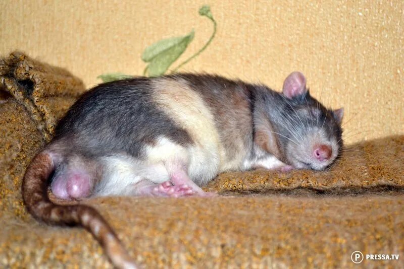 крысята дамбо. сфинкс дабл рекс. крыса самец домашний. пол крысы дамбо. декоративная крыса самец.