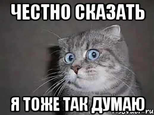 Честно говоря выделяется. Честно сказать я в аухе кот. честно говоря. я так думаю. я тоже так думаю.