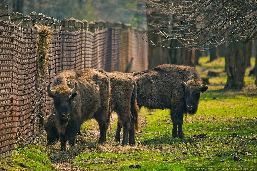 В мире с животными серпухов. Зубры в подмосковье заповедник серпухов. В мире с животными серпухов. Заповедник зубров в серпухове. Зубровый заповедник серпухов.