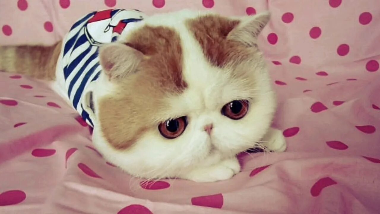 Экзот Снупи. Японская кошка экзот. Японская порода кошек Снупи. Японский кот Снупи порода котята.