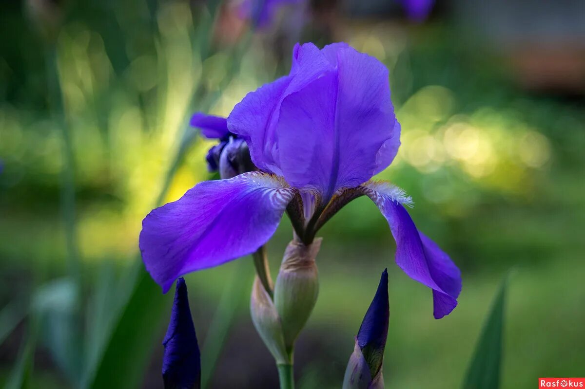 ирис простой. ирис фиолетовый обыкновенный. ирис болотный фиолетовый. цветок ирис касатик. ирис обыкновенный касатик.