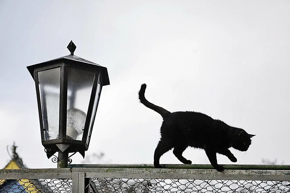 Кошка в прыжке. Котенок заглядывает. Рыжая кошка. Настороженный кот. Рекламные креативы с котиками.