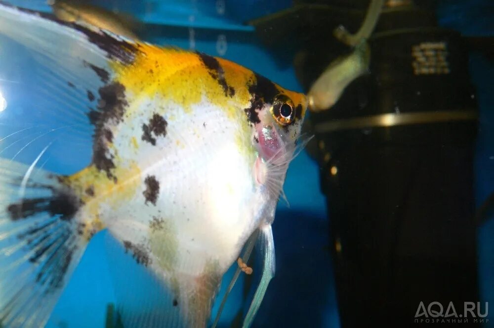 Съели скалярию