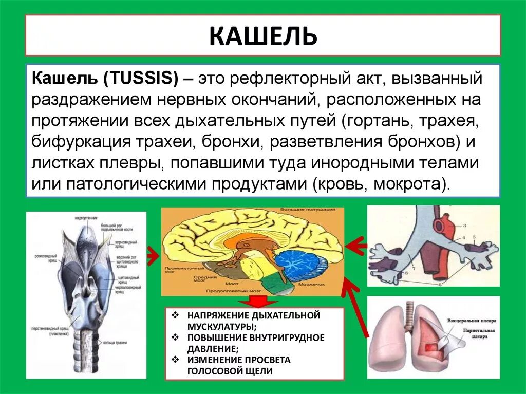 Рефлекторный кашель. Рефлекс кашля. Кашель физиология кашлевого рефлекса. Методы обследования пациентов с заболеваниями органов дыхания. Этапы рефлекторного кашля