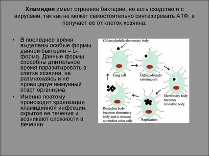 Вирусы способны к самостоятельному обмену