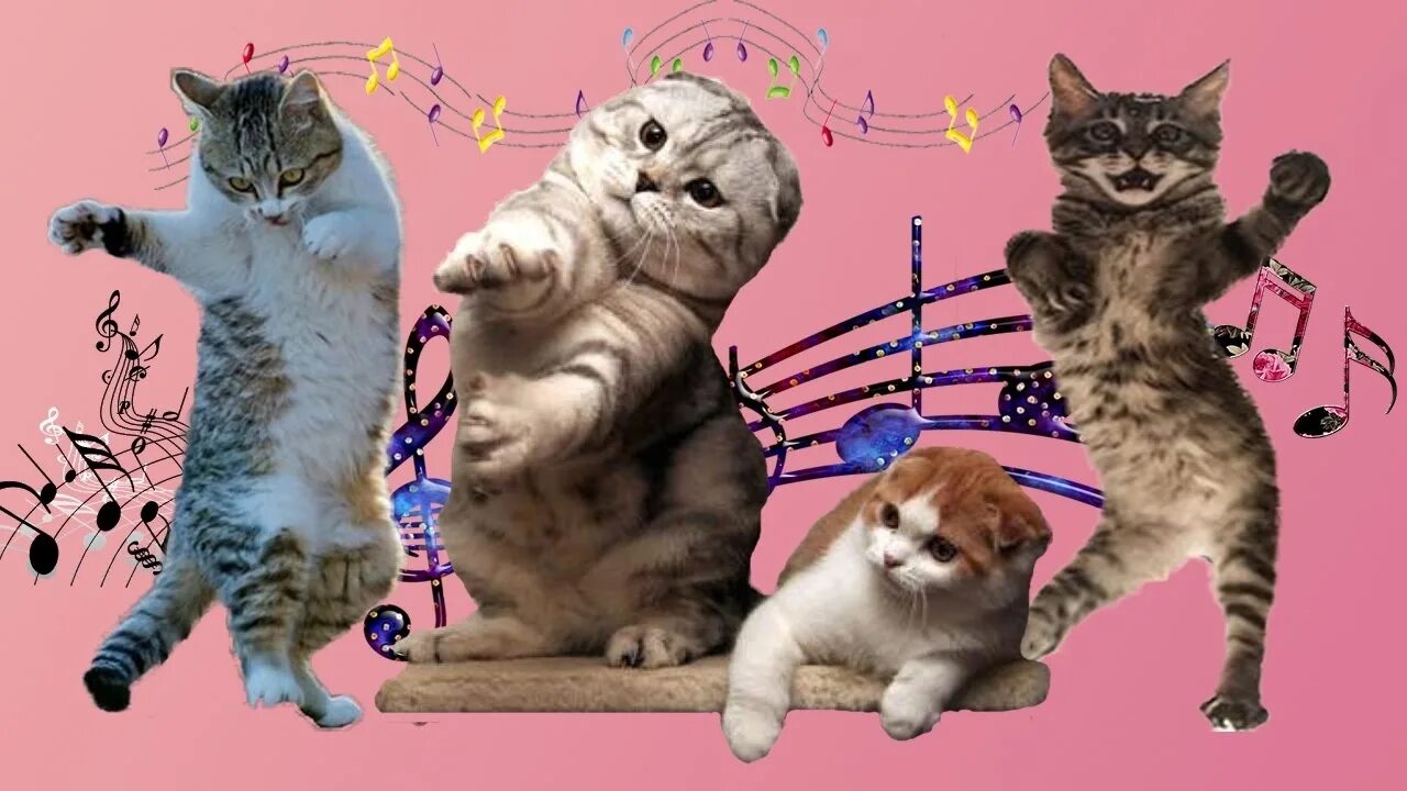 Танцующий кот под музыку. Коты танцуют. танцующие кошки. танец котят. котики поют танцуют.