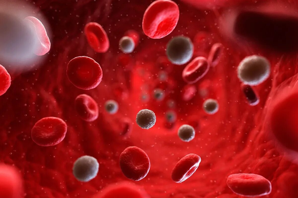 Селезенка лейкоциты. Клетки крови. Эритроциты.