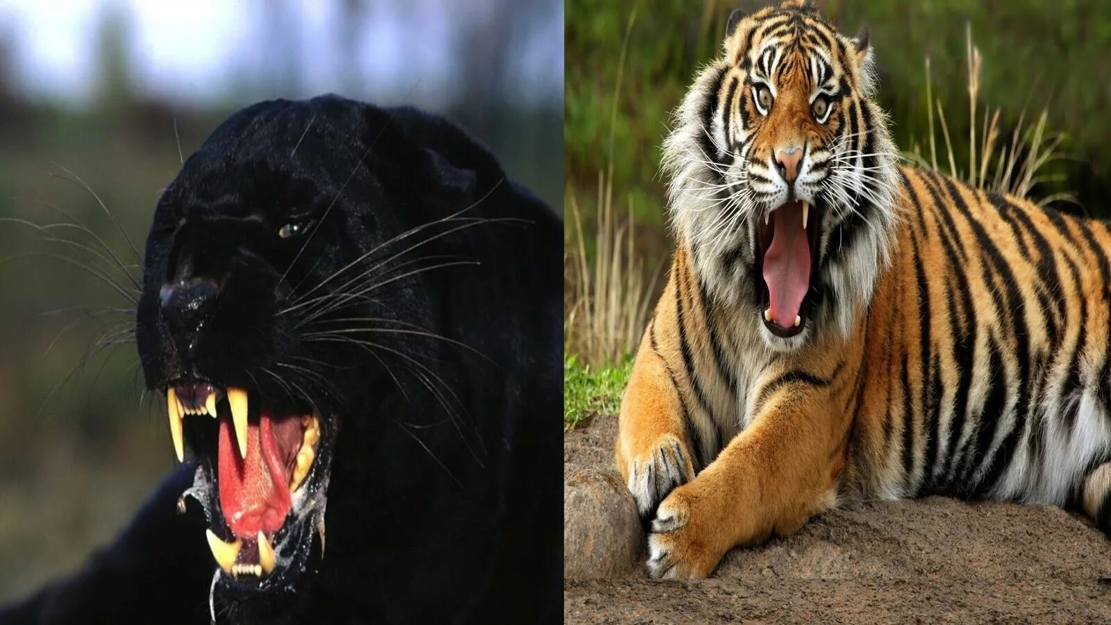 Ягуар vs тигр. Ягуары львы тигры. Пума против тигра. Лев, тигр, леопард Ягуар, пантера.