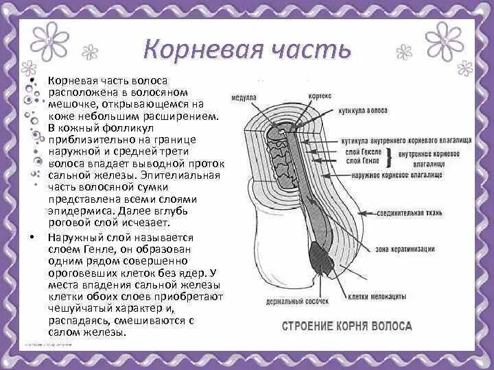 Корни волос расположены в. Строение волоса корень и стержень. Строение стержня волоса схема. Структура волоса корень. Строение корня волос кратко.