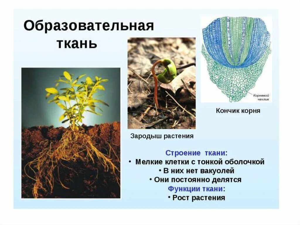 Клетки зародышевого корешка. Образовательная ткань растений. образовательная растительная ткань. клетки образовательной ткани. строение образовательной ткани.