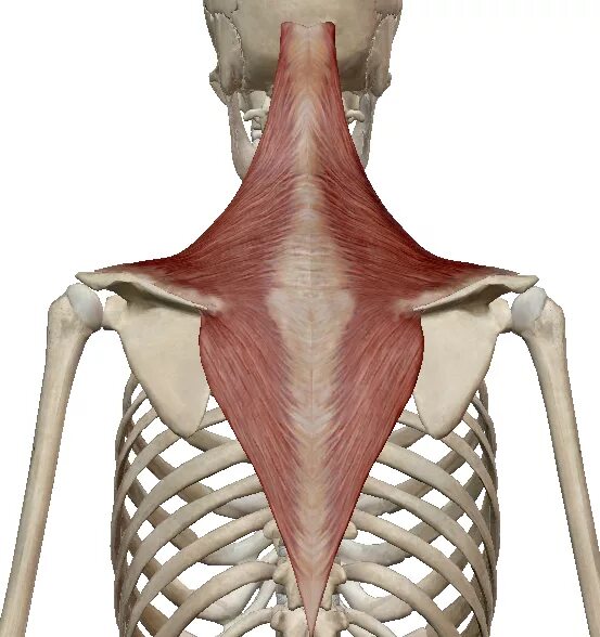 Трапециевидная функция. Musculus Trapezius. Trapezius мышца. Трапециевидная мышца анатомия человека. Трапециевидная мышца 3д.