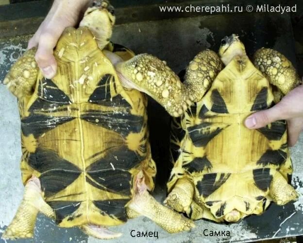 У черепахи есть пол. Среднеазиатская черепаха хвост. самец и самка среднеазиатской черепахи. среднеазиатская черепаха пол. пол сухопутной черепахи.