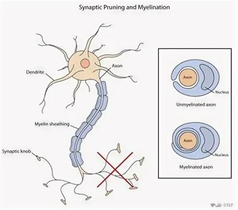 Обрезанные деревья. Секатор flo99207. Обрезка деревьев и кустарников. Прунинг. Прунинг.