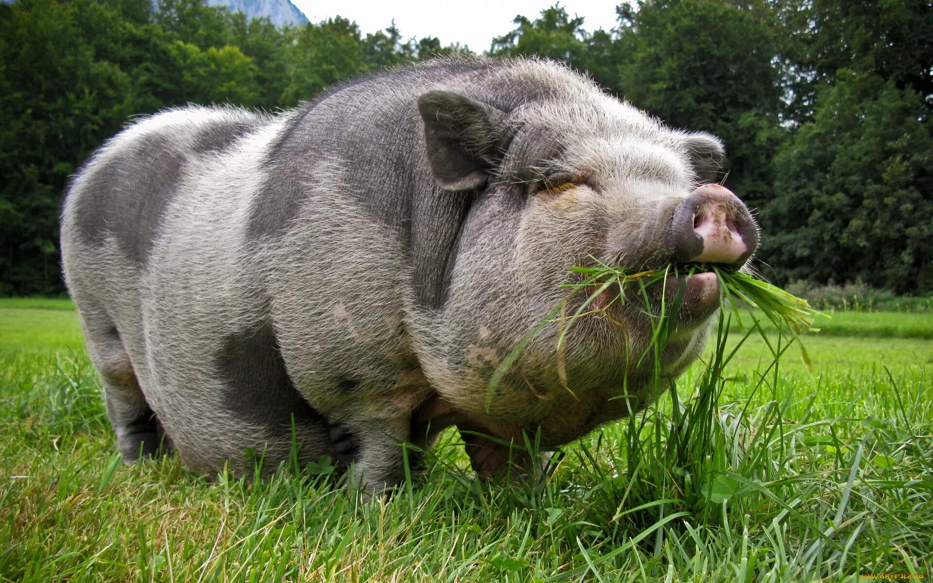 Big pig. Черная водяная свинья.
