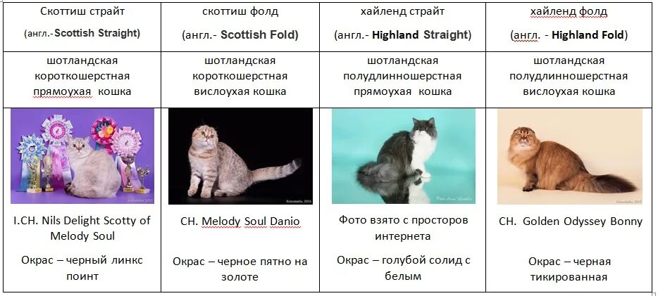 Расцветки шотландских кошек. Шотландская вислоухая кошка табби. Шотландский табби черепаховый. Шотландская вислоухая кошка окрасы. Скоттиш-фолд шотландская вислоухая кошка окрас характер.