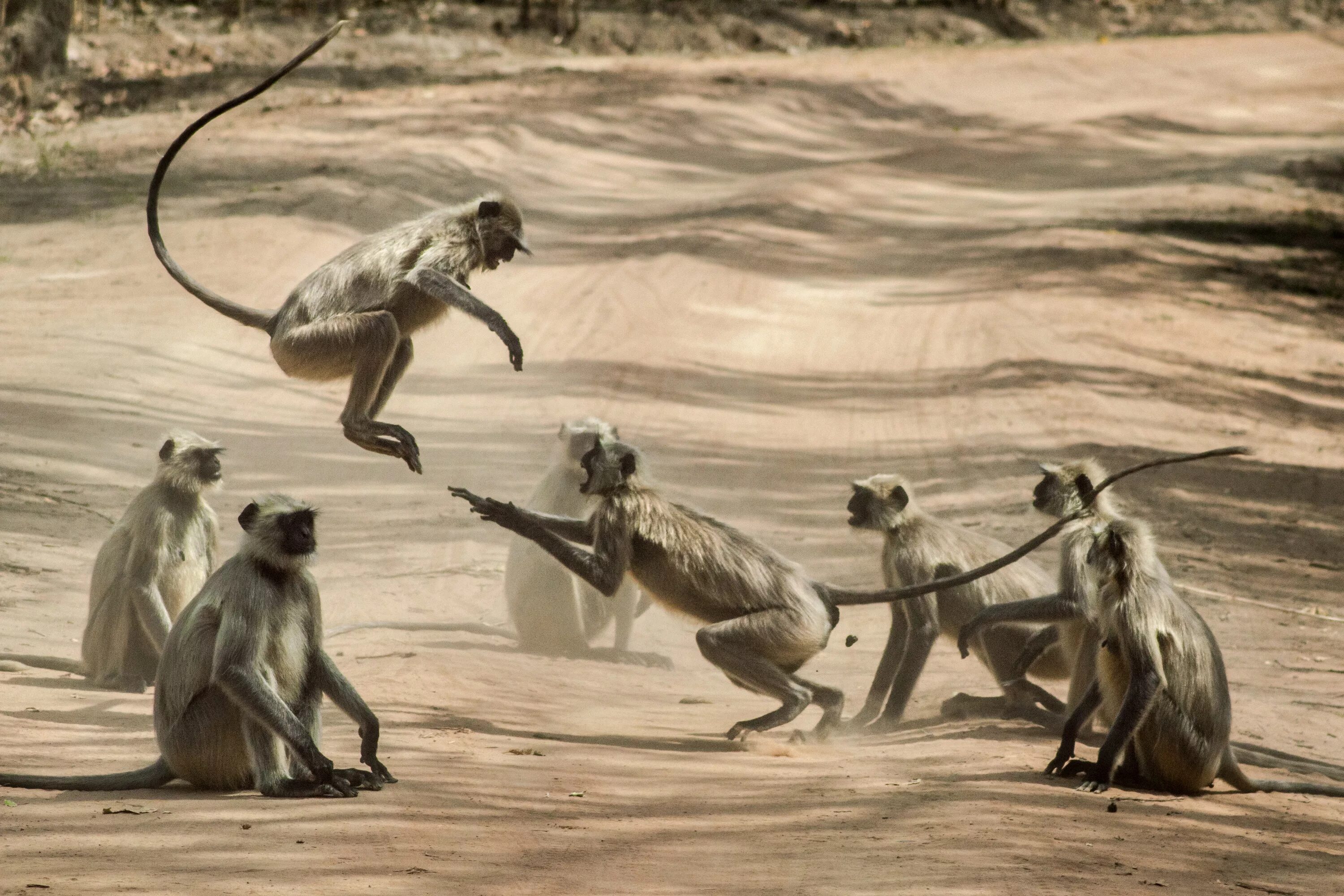 Убегающая обезьяна. Обезьяны в Африке. Обезьяна бежит. Обезьяна убегает. Обезьяна бегает.